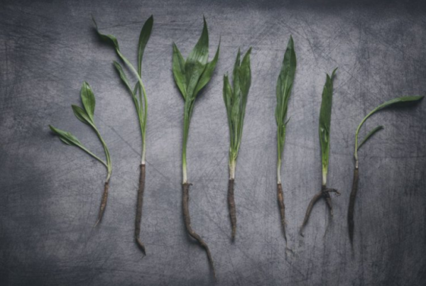 Salsify @ The Roundhouse - michaelolivier.co.za